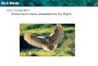 KEY CONCEPT  Birds have many adaptations for flight