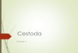 Cestoda Chapter 3