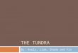 THE TUNDRA By: Keely, Liam, Shade and Fin. Meteorologist The average winter temperature is -25 degrees Celsius. In the summer it is rarely over 10 degrees