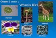 What is life? Chapter 2 section 1 PROTISTS ANIMALS FUNGI PLANTS