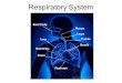 Respiratory System. I. Function (job) of the Respiratory System A.Respiration is to provide gas exchange between the blood and the environment
