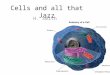 Cells and all that Jazz H. Smith. Cell Theory: 3 parts Cells are the basic unit of life. All living things are made of cells. All cells come from pre-existing