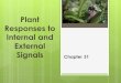 Plant Responses to Internal and External Signals Chapter 31
