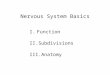 Nervous System Basics I.Function II.Subdivisions III.Anatomy