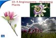 End Show Slide 1 of 24 225 AngiospermsFlowering Plants