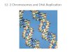 Copyright Pearson Prentice Hall 12-2 Chromosomes and DNA Replication 122 Chromosomes and DNA Replication