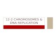12-2 CHROMOSOMES  DNA REPLICATION. I. DNA  CHROMOSOMES