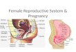 Female Reproductive System  Pregnancy. I. Early Female Reproductive System A. During the 7 th week of development ovaries begin to form and produce estrogen