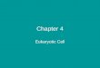 Chapter 4 Eukaryotic Cell. Cilia  filamentous structures on the surface of the cell. They are short and numerous. Flagella  filamentous structures