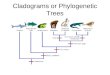 Cladograms or Phylogenetic Trees. Phylogenetic Trees or Cladograms By studying inherited species' characteristics and other historical evidence, we can
