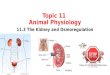 Topic 11 Animal Physiology 11.3 The Kidney and Osmoregulation
