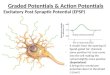 Graded Potentials & Action Potentials Excitatory Post Synaptic Potential (EPSP) -it results from the