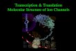Transcription & Translation Molecular Structure of Ion Channels