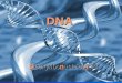 Deoxyribonucleic Acid DNA. Organism Cell Chromosome Gene DNA Nucleotide