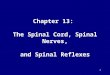 1 Chapter 13: The Spinal Cord, Spinal Nerves, and Spinal Reflexes