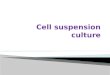 Cell suspension culture When callus pieces are agitated in a liquid medium, they tend to break up. Suspensions…