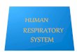 Human respiratory system powerpoint presentation
