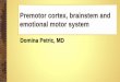 Premotor cortex, brainstem and emotional motor system