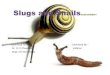 Slugs and snails assignmen tviki