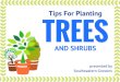 Tips For Planting Trees and Shrubs