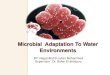 Microbial  Adaptation To Water Environments