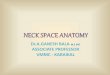 Neck space anatomy