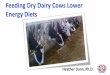 Feeding Dry Dairy Cows Lower Energy Diets