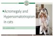 Diagnosis and Management of Feline Hypersomatotropism