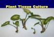 Plant tissue culture (PTC)