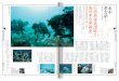 Yamamoto Y. - 石垣島海底遺跡と海洋考古学調査 - 15.12.2016