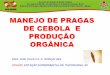 Manejo de pragas em cebola e produção de cebola orgânica atualizado 2017