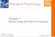 Biological Psychology: Nerve Cells & Nerve Impulses