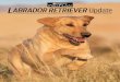 LABRADOR RETRIEVER Update - AKC Canine Health  · PDF fileated with moist, slightly acidic soil and ... The warm, moist environment of a dog’s ... LABRADOR RETRIEVER Update