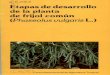 ;2't.093 Etapas de desarrollo de la planta de frijol común ...ciat-library.ciat.cgiar.org/ciat_digital/CIAT/28093.pdf · Se ha abierto la primera flor en el 50% de las plantas Al