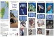 CONSERVACIÓN INTERNACIONAL Tortuga Laúd, · PDF filede las Tortugas marinas. Protega los nidos de anima-les domésticos como perros y cerdos. No pararse, ni molestar a las tortugas