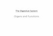 The Human Digestive System - Garden ... - · PDF file•Digestive system diagram comes from this site •The Real Deal on the Digestive System •Pancreas: Introduction and Index •Your