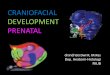 CRANIOFACIAL DEVELOPMENT PRENATALindri.lecture.ub.ac.id/files/2013/02/Tumbuh-kembang-GIGI-2013.pdf–Formation of germ layers –Establishment of the Basic Embryonic Body Plan Embryonic