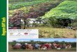 Program KWT Aceh - dpi.nsw.gov.au · PDF fileAnggota Kembang Panjoe memiliki sejumlah plot di desa di mana mereka menanam sayuran dan ... KWT dalam melaksanakan kegiatan budidaya 
