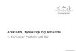 Anatomi, fysiologi og biokemi - LookSeeDo.dklookseedo.dk/Lookseedo/Noter_pr._semester/Optegnelser/2012/11/1_4... · Anatomi, fysiologi og biokemi 4. Semester Medicin ved KU ... Idet