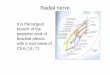 Radial nerve - Government Medical College and Hospital, … lectures/Anatomy/UL-radial nerve.pdf · Branches of radial nerve ... (Saturday night palsy) – fracture of humeral shaft