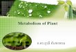 Metabolism of Plant - · PDF fileเมื่อ ps ii ดูดแสง e-จะเคลื่อนตัวไปยังโมเลกลุต่างๆ ... สรุป
