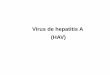 Virus de hepatitis A (HAV) - ecaths1.s3.amazonaws.comecaths1.s3.amazonaws.com/virologiaclinicafacena/216292362.HAV... · Hepatitis Virales NANBH Enterales Parenterales Hepatitis “infecciosa”