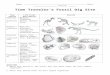 mrscampbellscience.weebly.commrscampbellscience.weebly.com/.../41_time_travelers_f…  · Web viewSingle and complex single-celled organisms, Sponges, Trilobites, Clams, Spiders,