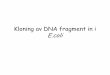 Kloning av DNA fragment in i Ecoli - Linköping University · PDF fileGGATCC BamHl CC TAGG GAATTC EcoRl CT TAAG GGCC Haelll CCGG GCGC Hhal CGCG CTCGAG Xhol GAGCTC