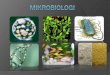 PENDAHULUAN -   · PDF fileDunia Mikroba, Metode dalam ... Isolasi Sel Tunggal (dgn Manipulator Mikro) Pewarnaan Gram. Larutan dan Urutan Penggunaannya. Reaksi & Tampang Bakteri