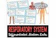 Explain the respiratory system including the structures ...kesslersscienceclass.weebly.com/uploads/4/0/1/8/40180…  · Web viewExplain the respiratory system including the structures