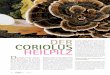 DER CORIOLUS HEILPILZ - natur- · PDF file1/2015 LEBE 11 Der Coriolus wirkt generell stark bei Bakte-rien, Viren und Pilzen. Wie stark, das wird vielleicht überraschen, denn wer traut