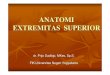 ANATOMI EXTREMITAS SUPERIOR - staff.uny.ac.idstaff.uny.ac.id/sites/default/files/ANATOMI FUNGSIONAL.pdf · ANATOMI EXTREMITAS SUPERIOR ... Ekstremitas superior ... Otot-otot pada