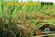Arkansas Rice Production Handbook - MP192 - uaex.edu · PDF fileDr. Chris Henry, Assistant Professor and Water Center, 2900 Highway 130 E., Stuttgart, AR 72160 ... Rice harvest normally