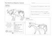 Buffalo Ruminant: The purpose of the digestion system · PDF fileThe Herbivore Digestive System Name_____ Buffalo Ruminant: Zebra Non- Ruminant: The purpose of the digestion system